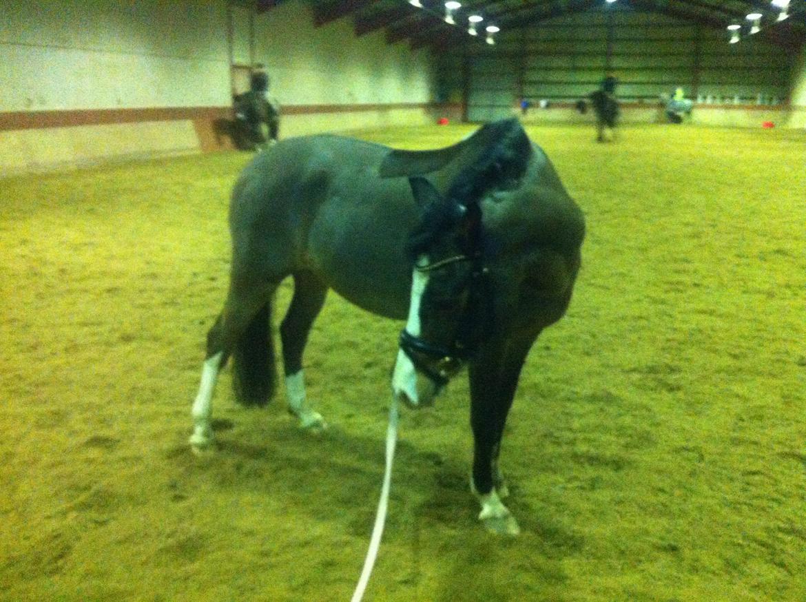 Anden særlig race Picasso [R.i.p] billede 7