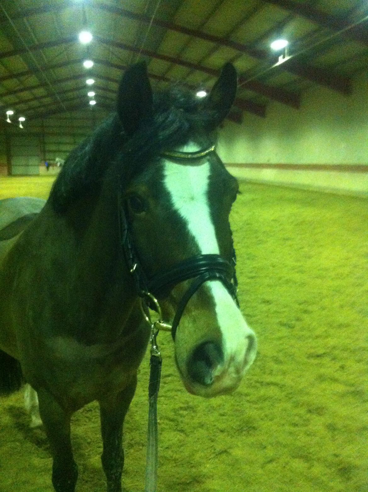 Anden særlig race Picasso [R.i.p] billede 16