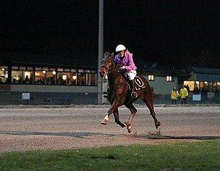 Traver Ensom Ann billede 5