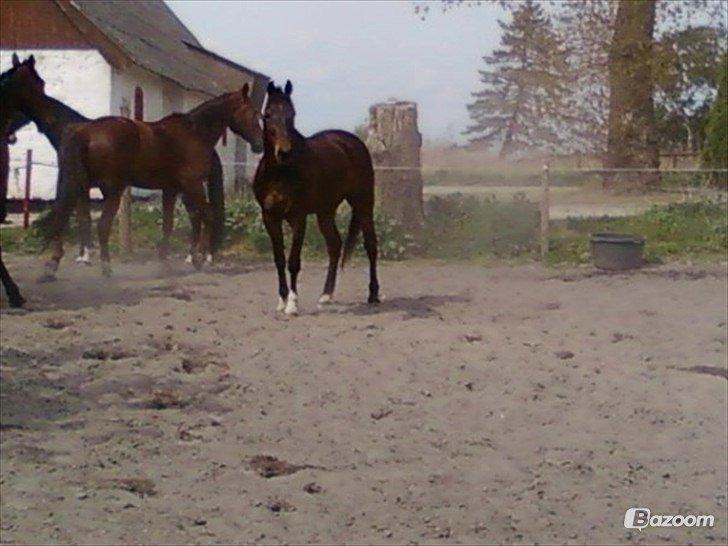 Traver Ensom Ann billede 6