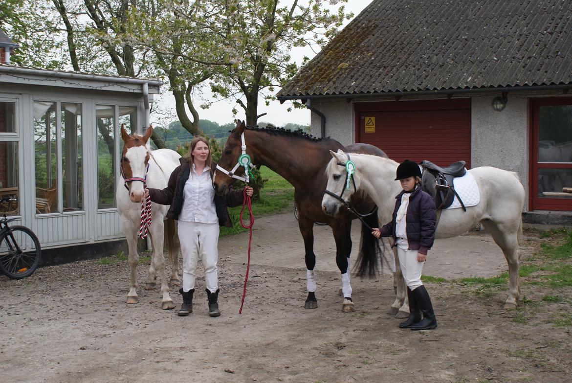 Dansk Varmblod silas - super stolt alle mine 3 heste hjemvendt fra stævne billede 6