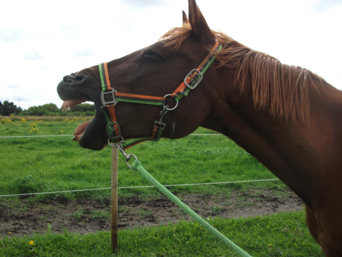 Anden særlig race Ponygården's Megara - Uha så træt:D billede 18