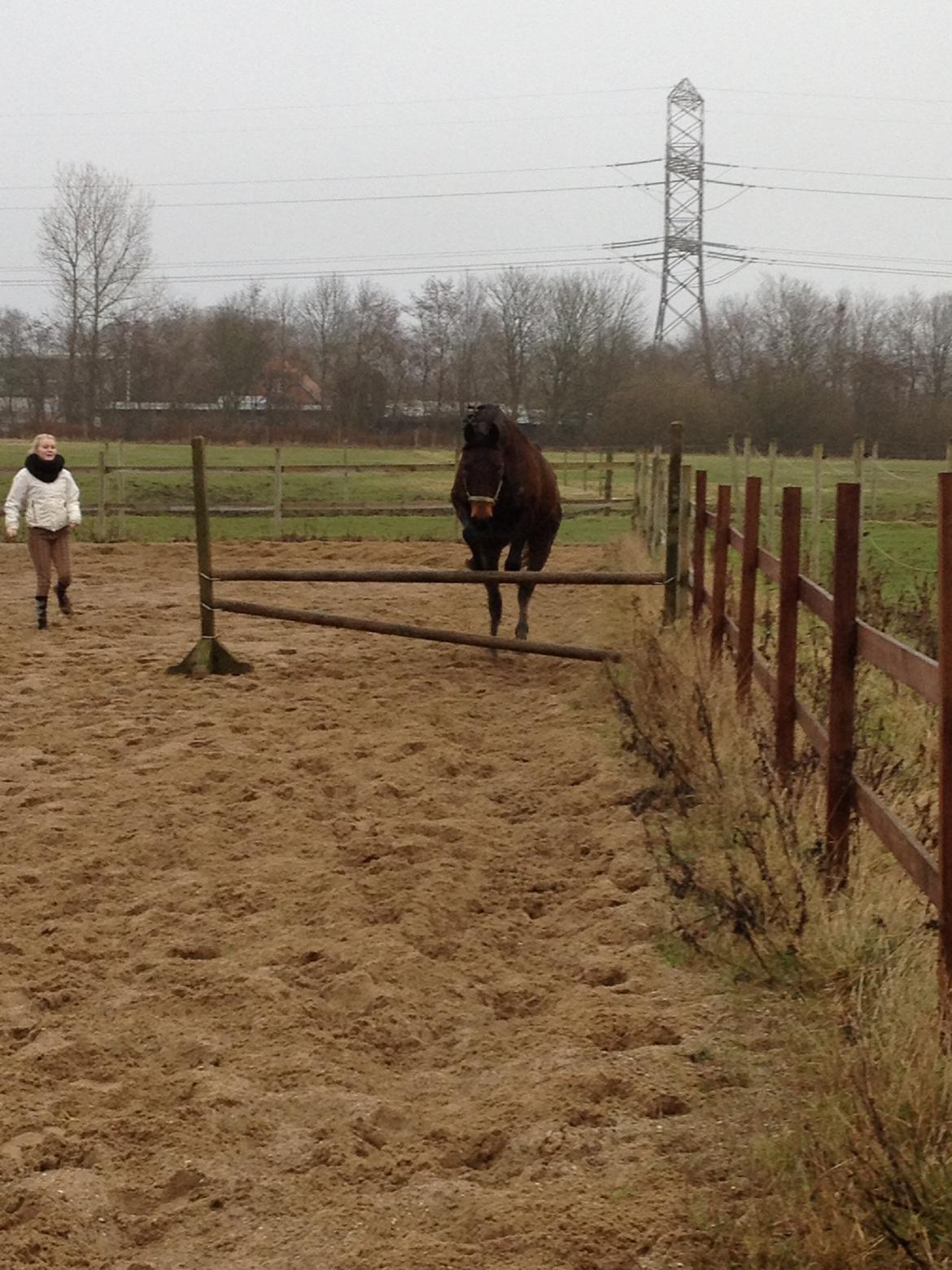 Dansk Varmblod Silhouette billede 12