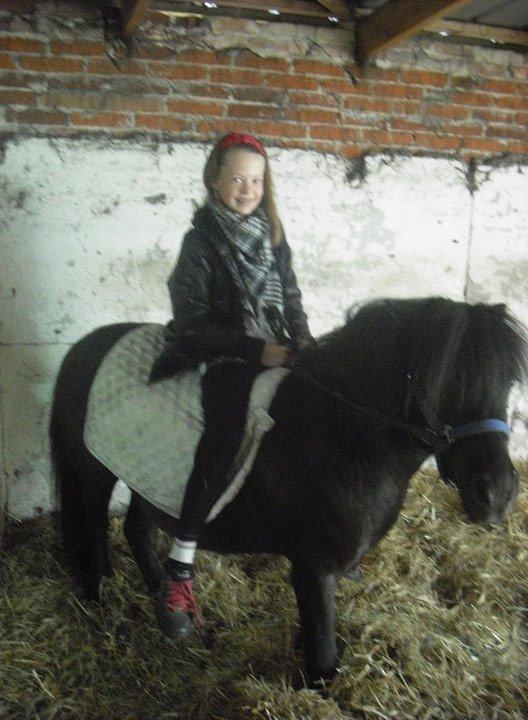 Shetlænder Carlos. billede 11