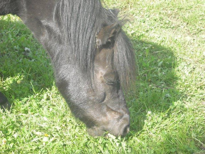 Shetlænder Carlos. billede 2