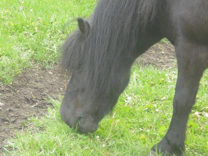 Shetlænder Carlos. billede 3