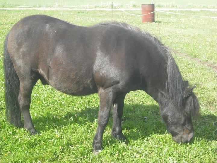 Shetlænder Carlos. billede 4