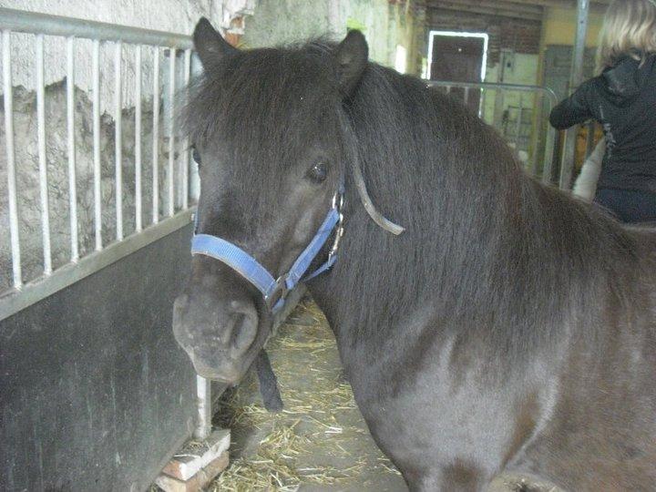 Shetlænder Carlos. billede 5