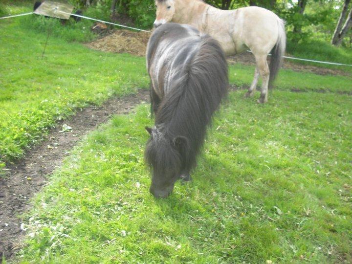Shetlænder Carlos. billede 7