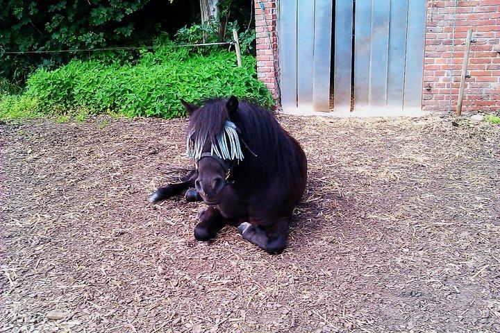 Shetlænder Carlos. billede 9