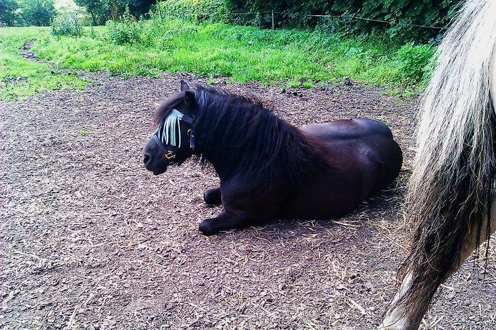 Shetlænder Carlos. billede 10