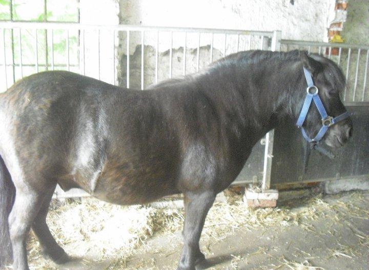 Shetlænder Carlos. billede 1