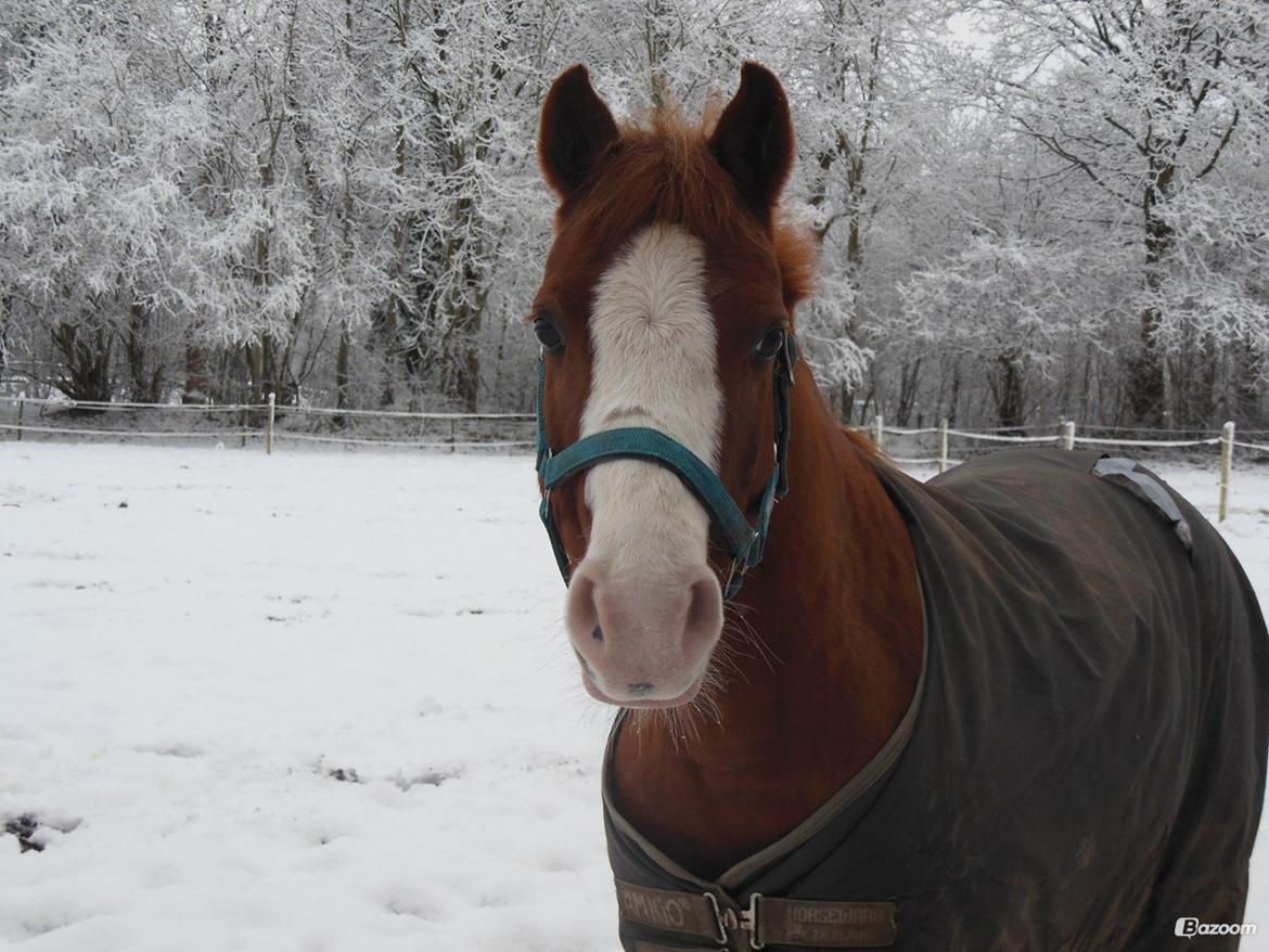 DSP Phønix "Lånepony" billede 8