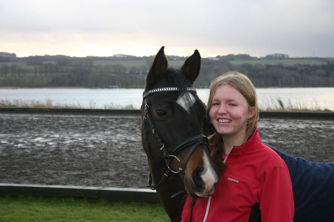 Welsh Partbred (Sec F) Tongerveld's Amor billede 11