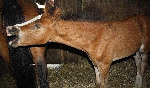 Anden særlig race Mr. Nightmare - Baby hest <3 billede 10
