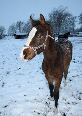 Anden særlig race Mr. Nightmare billede 11