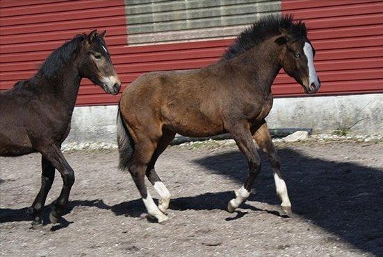 Anden særlig race Mr. Nightmare billede 5
