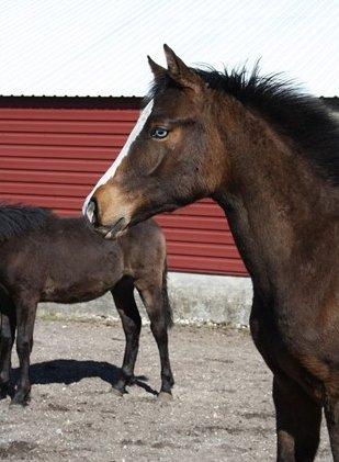 Anden særlig race Mr. Nightmare billede 4