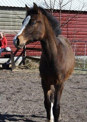 Anden særlig race Mr. Nightmare billede 12