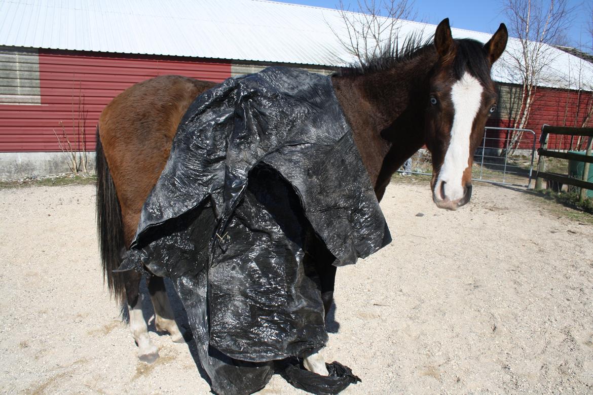 Anden særlig race Mr. Nightmare billede 3