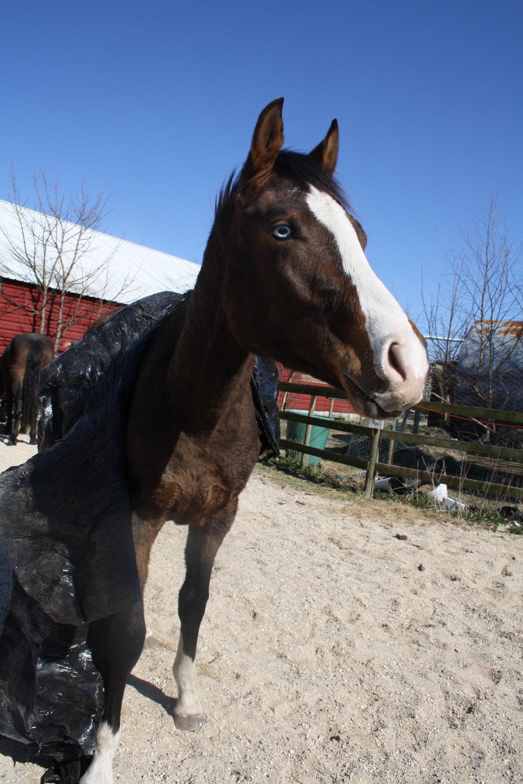 Anden særlig race Mr. Nightmare billede 15