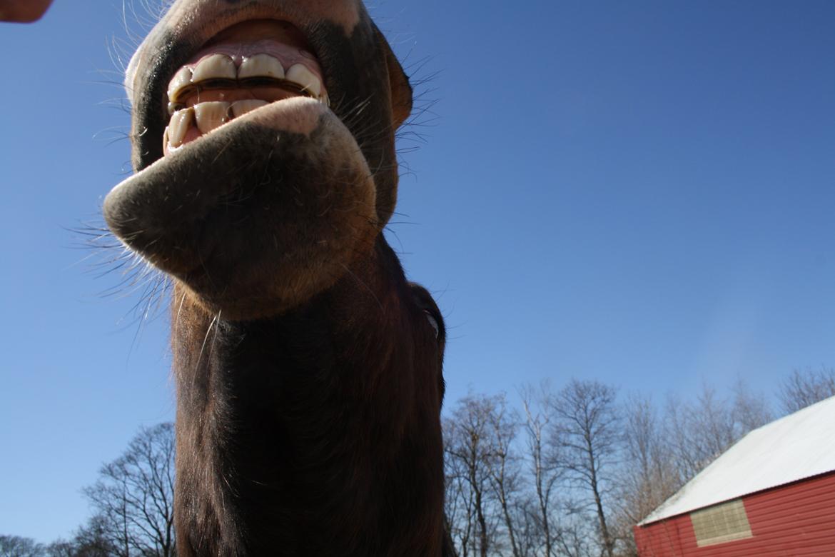 Anden særlig race Mr. Nightmare billede 16