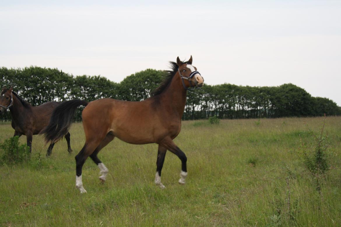 Anden særlig race Mr. Nightmare billede 2