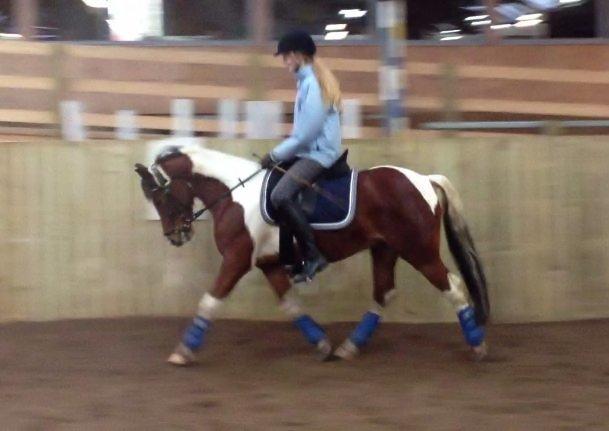 Anden særlig race Pinocchio Star - Mega lækker pony til undervisning! <3 billede 8