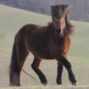 Islænder Hilda fra Lemming - April 2010 - www.aastedet.net billede 1