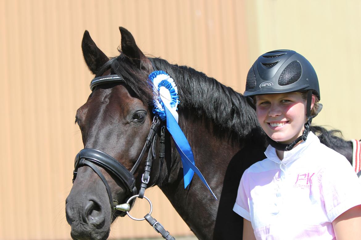 Welsh Cob (sec D) Laban Søholt. billede 21