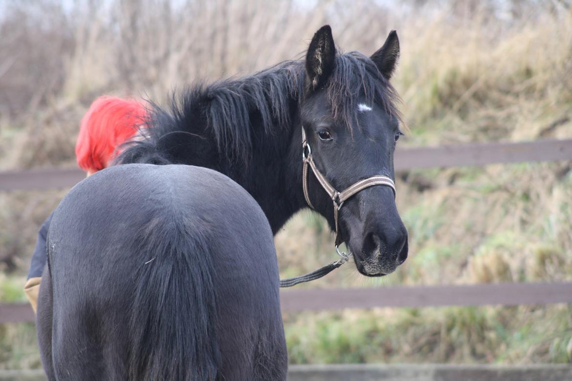 Anden særlig race Stald Handbergs casanova - D 1/1-2013 foto.Stine  billede 13