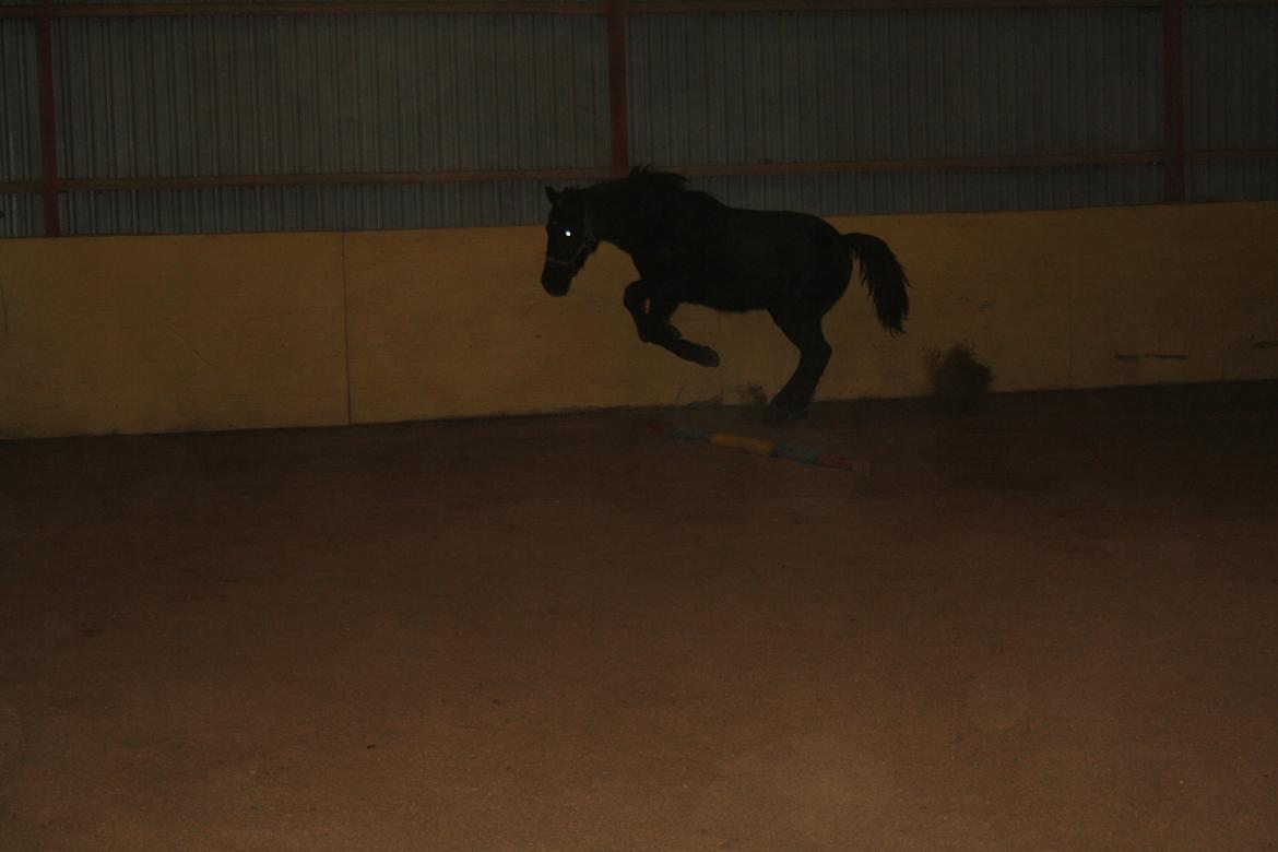 Anden særlig race Stald Handbergs casanova - d. 1/1-13 foto stine billede 14