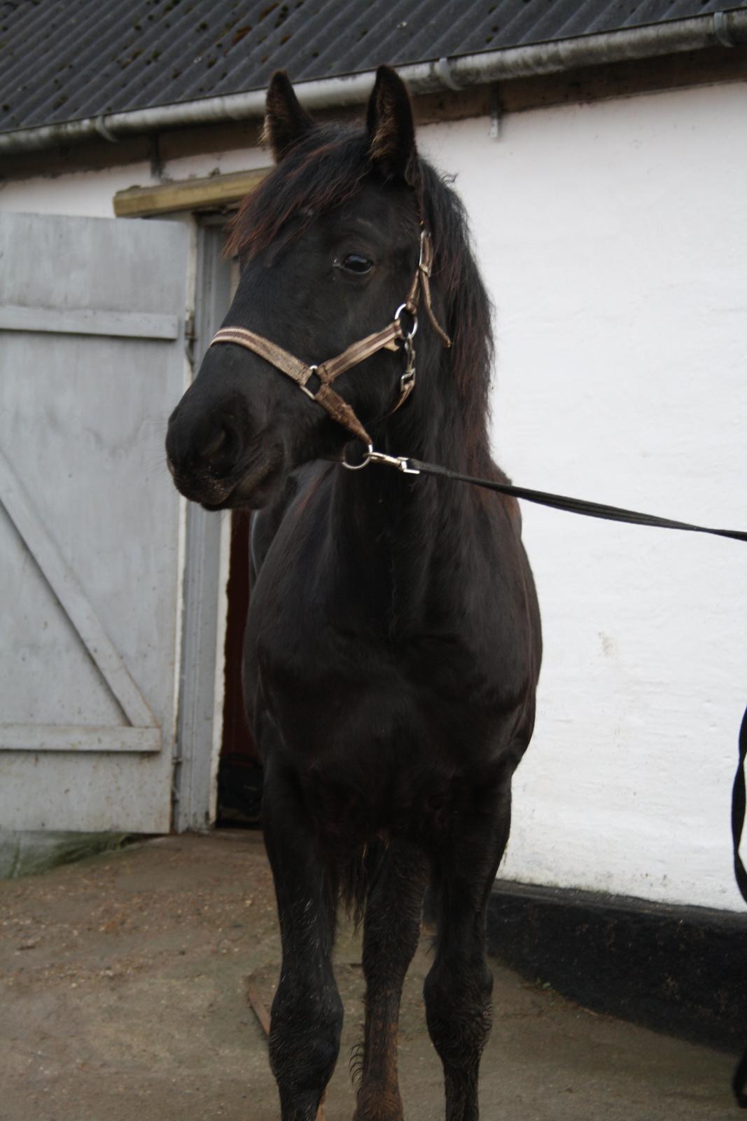 Anden særlig race Stald Handbergs casanova - d.1/1-13 foto stine billede 16