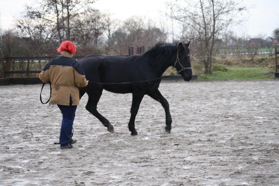 Anden særlig race Stald Handbergs casanova - d 1/1-13 foto stine billede 17