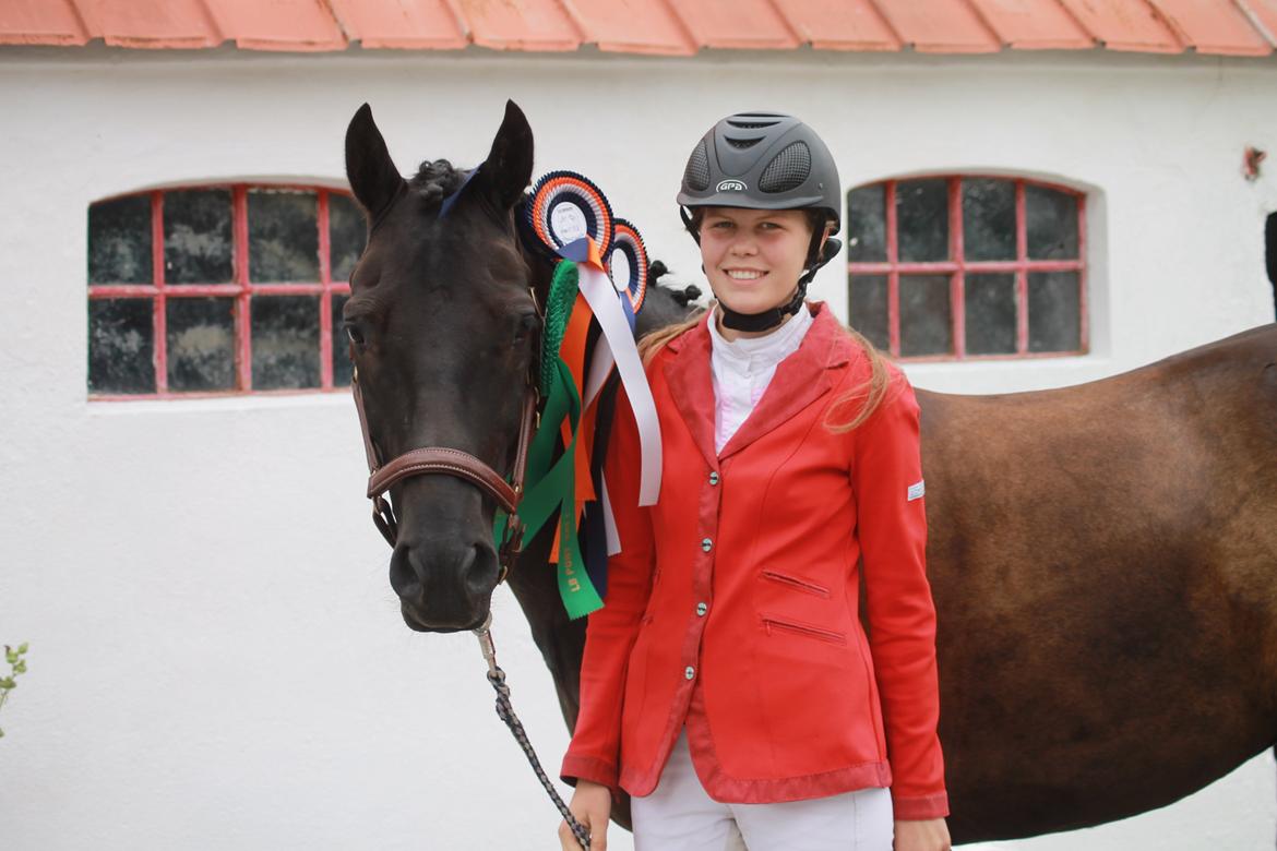 Welsh Cob (sec D) Laban Søholt. billede 1