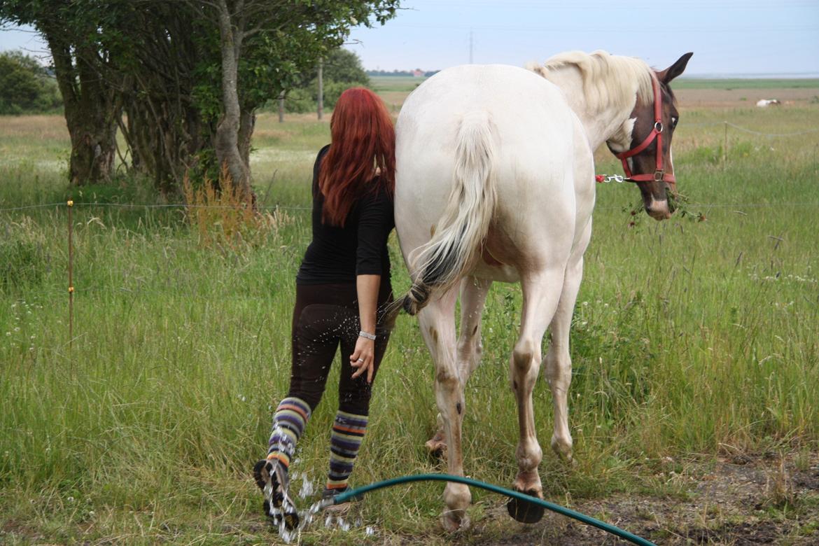Pinto Mr. Hilton Aquador The lll - Undskyld mig hr. er du bare lidt høj røvet eller hvordan?? billede 6