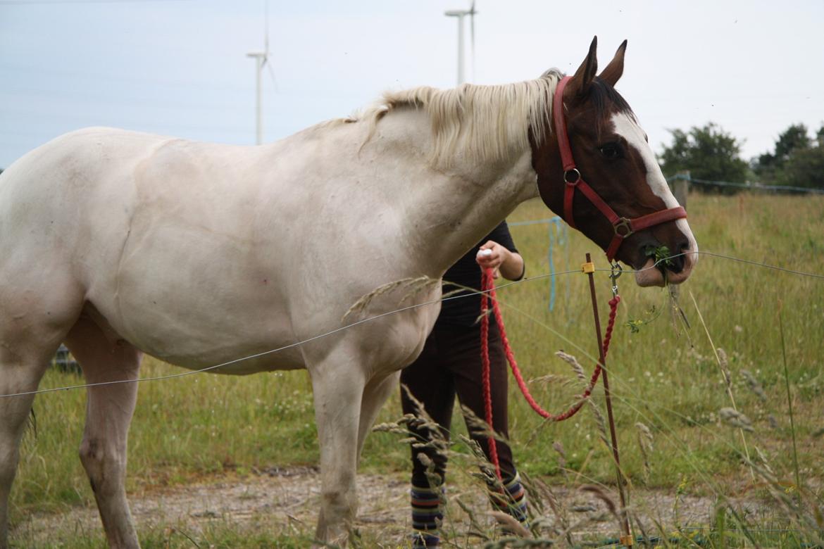 Pinto Mr. Hilton Aquador The lll - yesh jeg tager da lige en slapper med græs i munden og en vask på ryggen :) billede 17