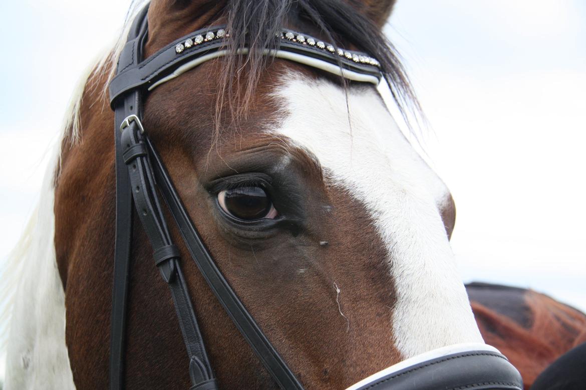 Pinto Mr. Hilton Aquador The lll - Pigerne siger de er helt vilde med brune øjne :D billede 18