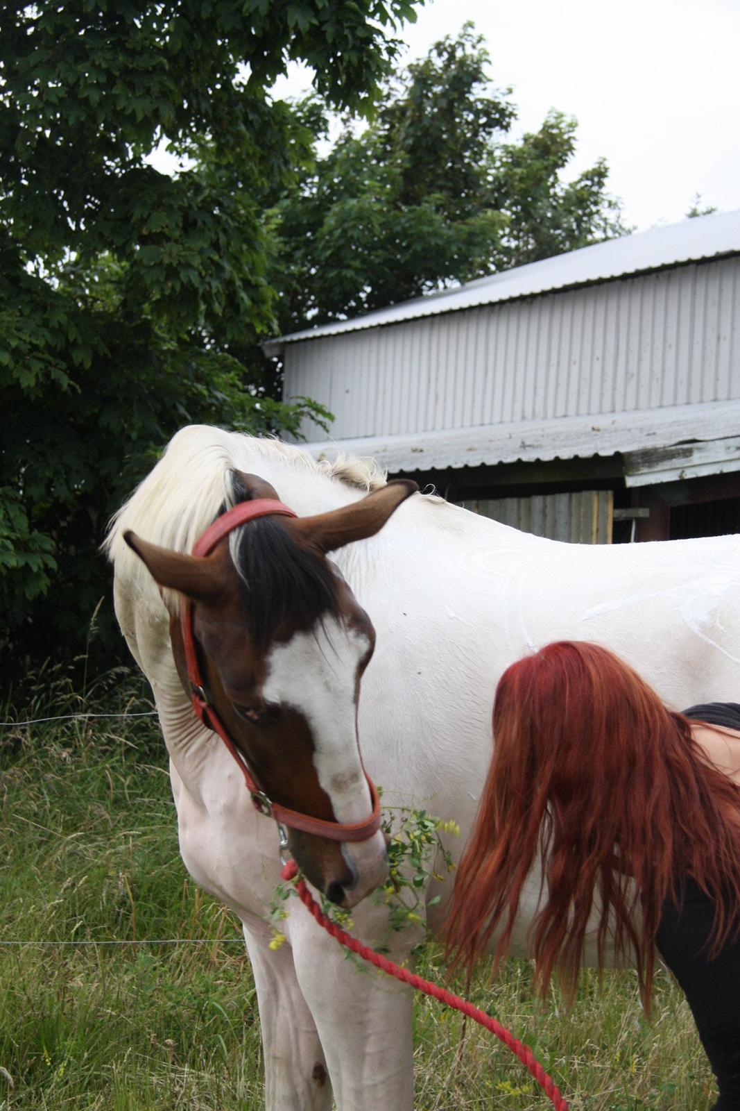 Pinto Mr. Hilton Aquador The lll billede 19