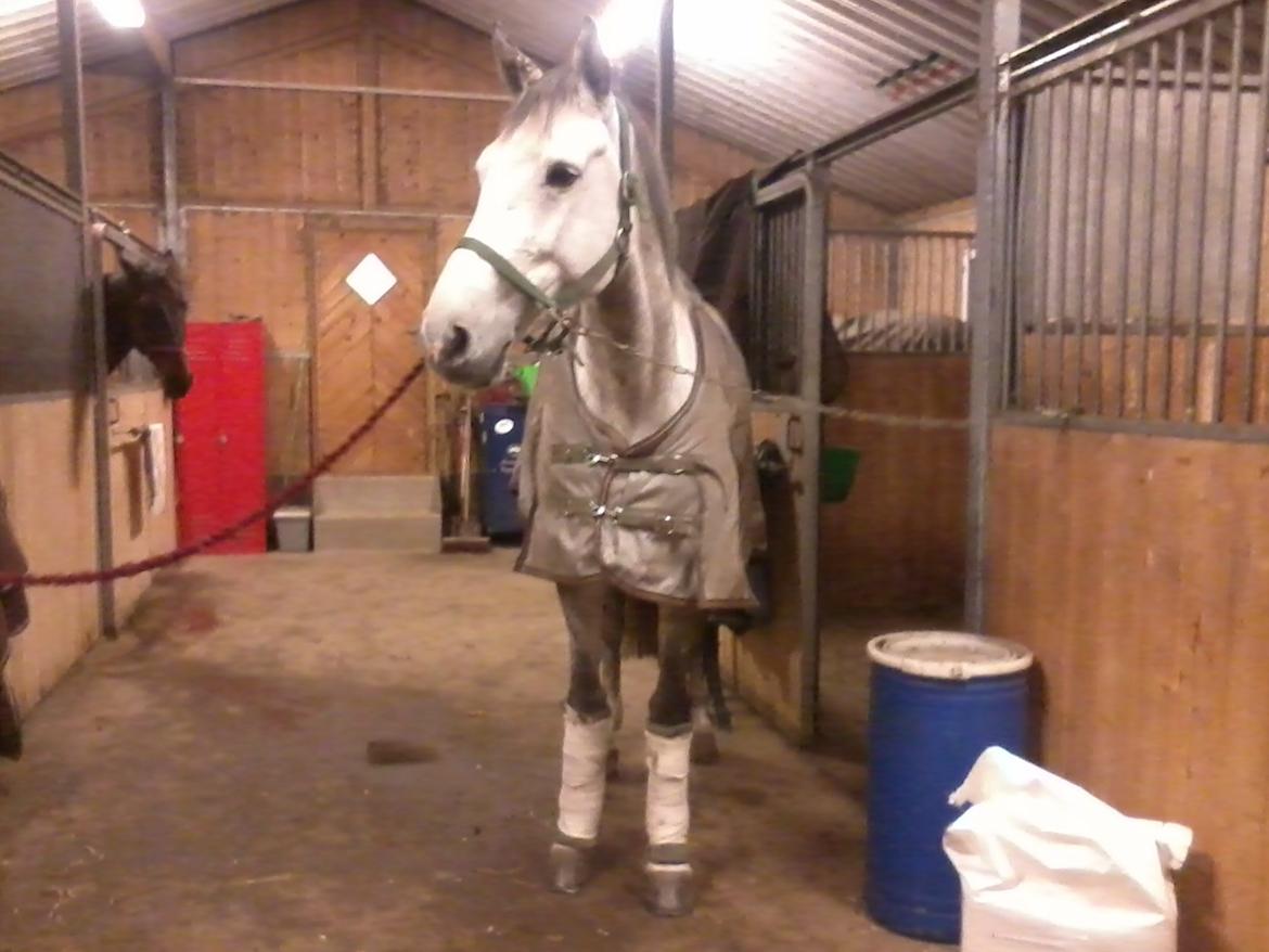 Holstener Cassie - Cassie på vej i seng, den dag hun kom:-) 
November 2012.  billede 7