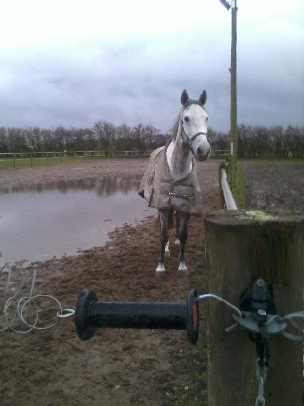 Holstener Cassie - På sandbanen med Time, et par dage efter hun kom:-) November 2012.  billede 8
