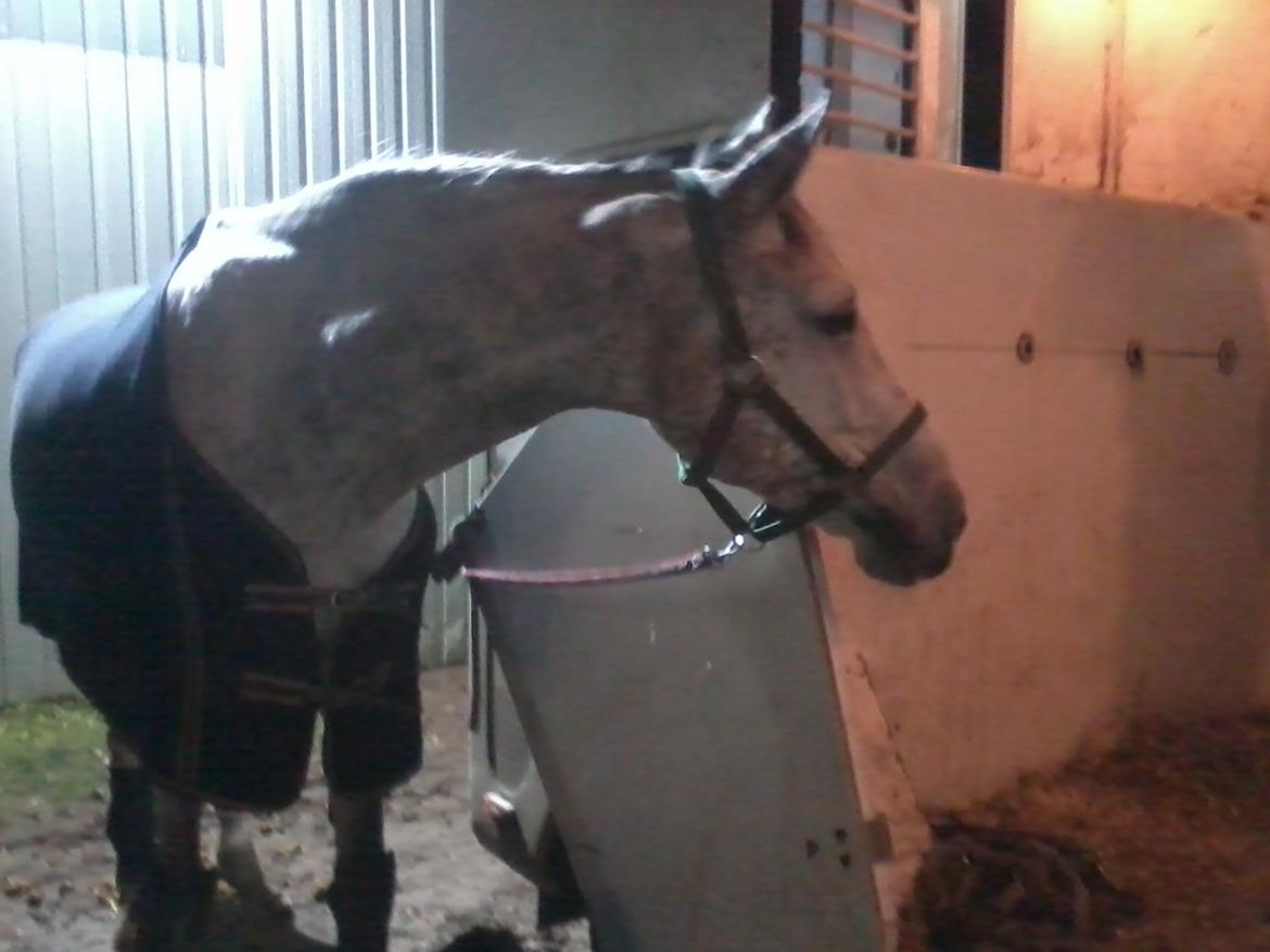 Holstener Cassie - Cassie ved lastbilen. Træning i REB:-) Første gang jeg sprang hende. November 2012.  billede 9
