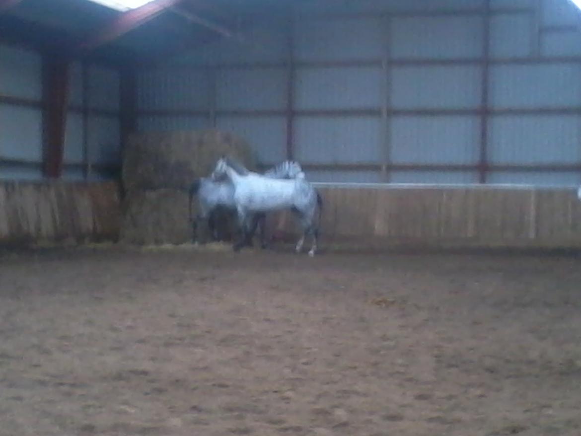 Holstener Cassie - Time & Cassie der hurtigt er blevet gode venner;-) December 2012.  billede 10