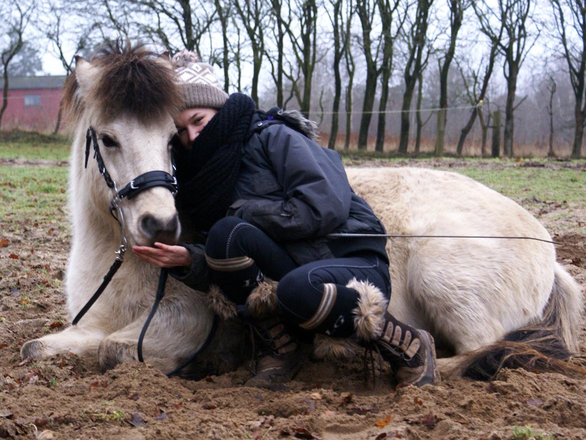 Islænder blanding Prinsesse Fiola <3 - Fiola ligger på komando <3  billede 18