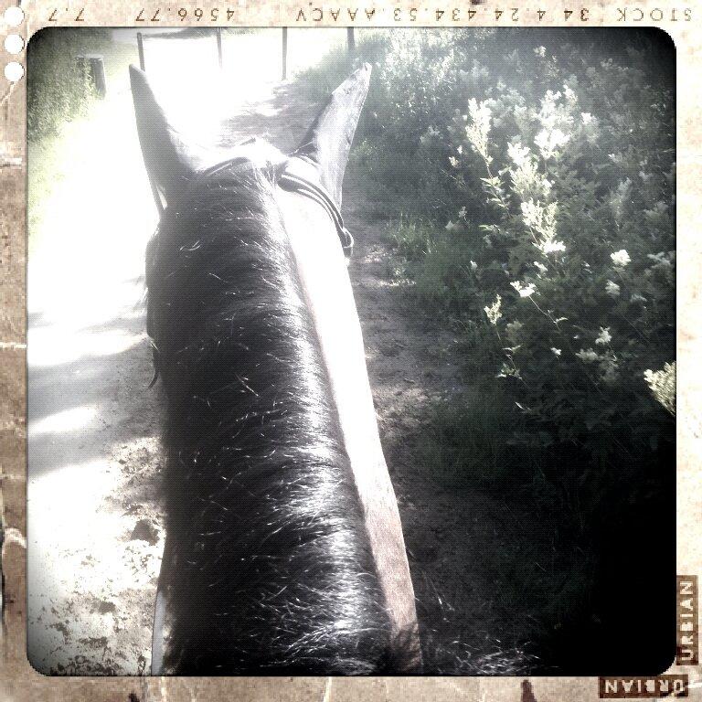 Anden særlig race Shaheen Miró billede 2