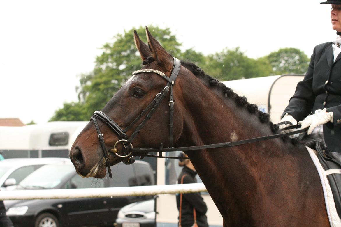 Anden særlig race Shaheen Miró billede 4