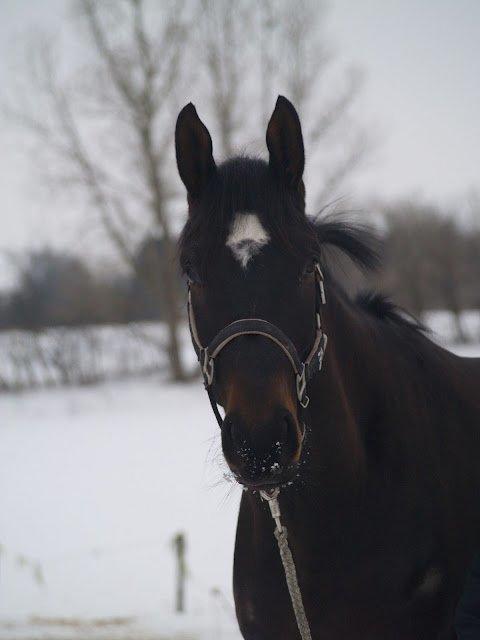 Anden særlig race Shaheen Miró billede 5