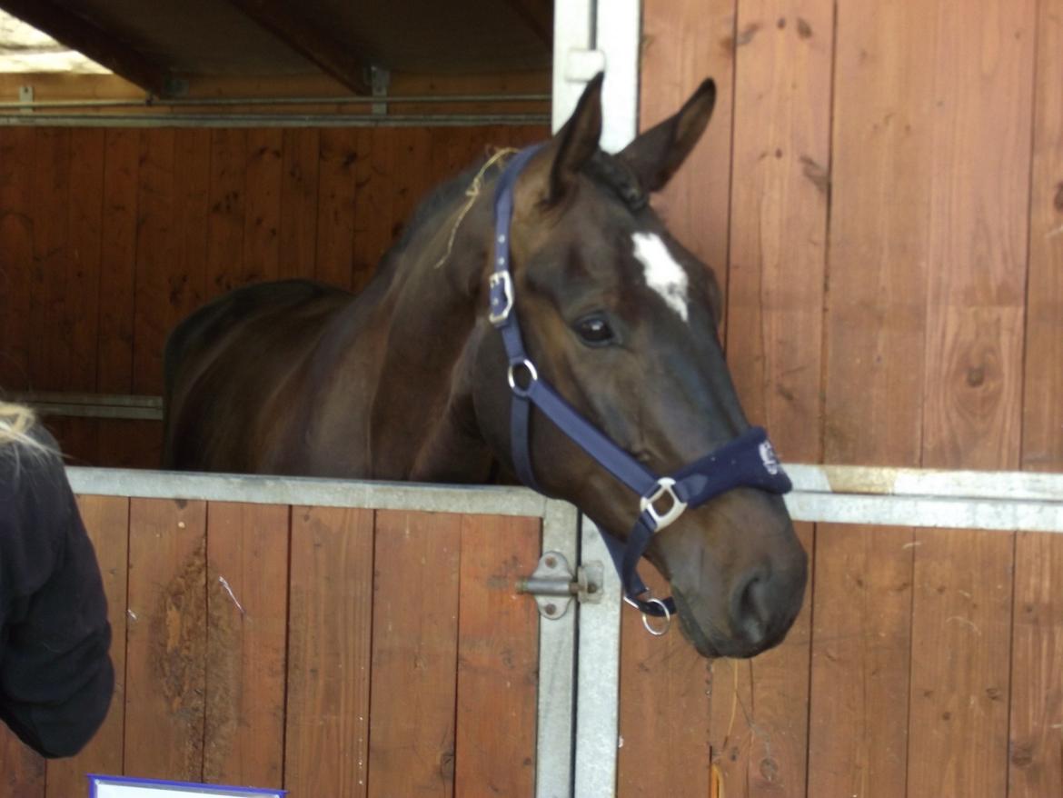 Anden særlig race Shaheen Miró billede 6