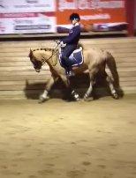 DSP HORSMARKS DIVA DUCHESS - SOLGT! - Et godt resultat af en hård kamp<3. billede 4