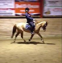 DSP HORSMARKS DIVA DUCHESS - SOLGT! - Dressurmussen <3. billede 5